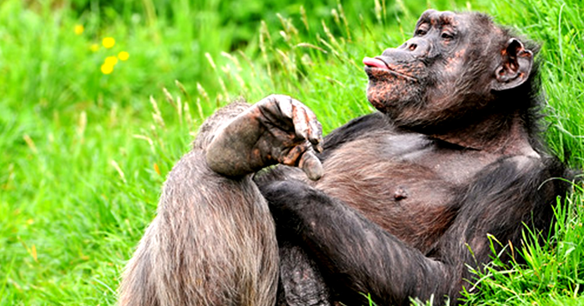 草原に寝転んで舌を出すチンパンジーの画像